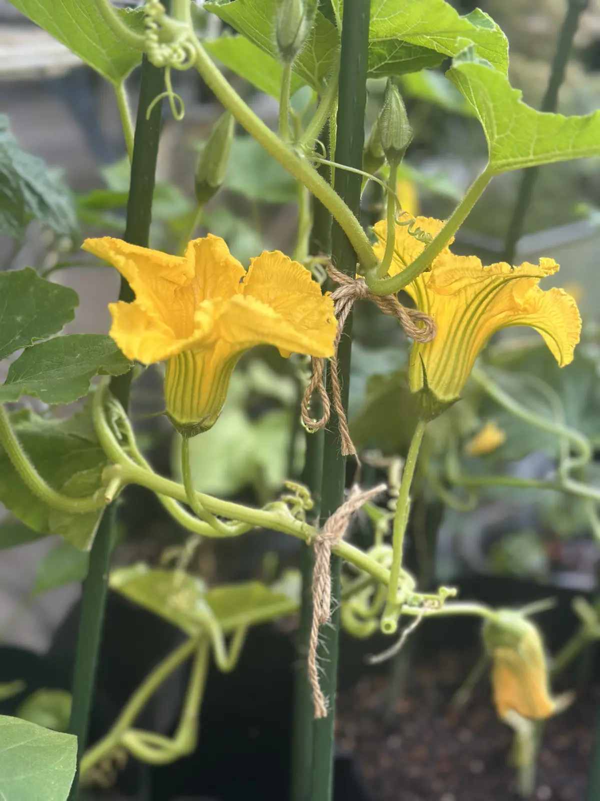 我が家のルーツポーチガーデンの画像_2