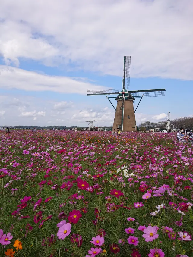 風車とコスモスとパープルスカートのコーデの画像_1