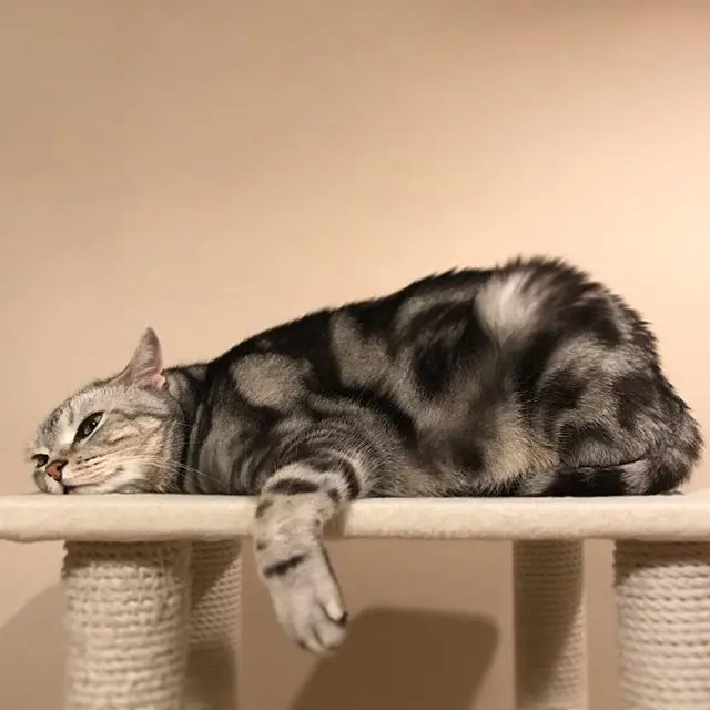 キャットタワーで面白いポーズで寝ているアラン