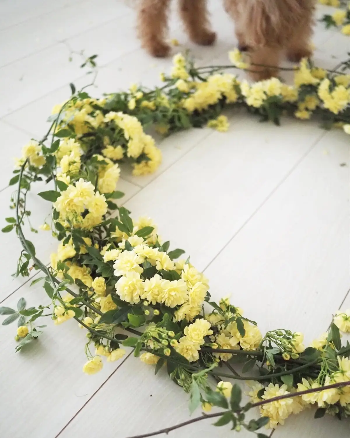 鎌倉便り。咲きました！木香薔薇で彩るインの画像_5