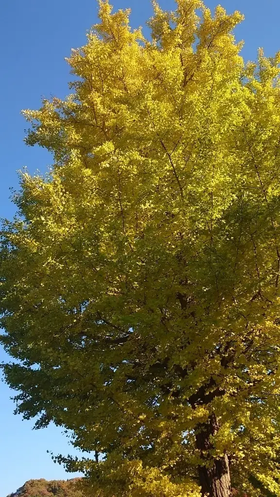 平福記念美術館