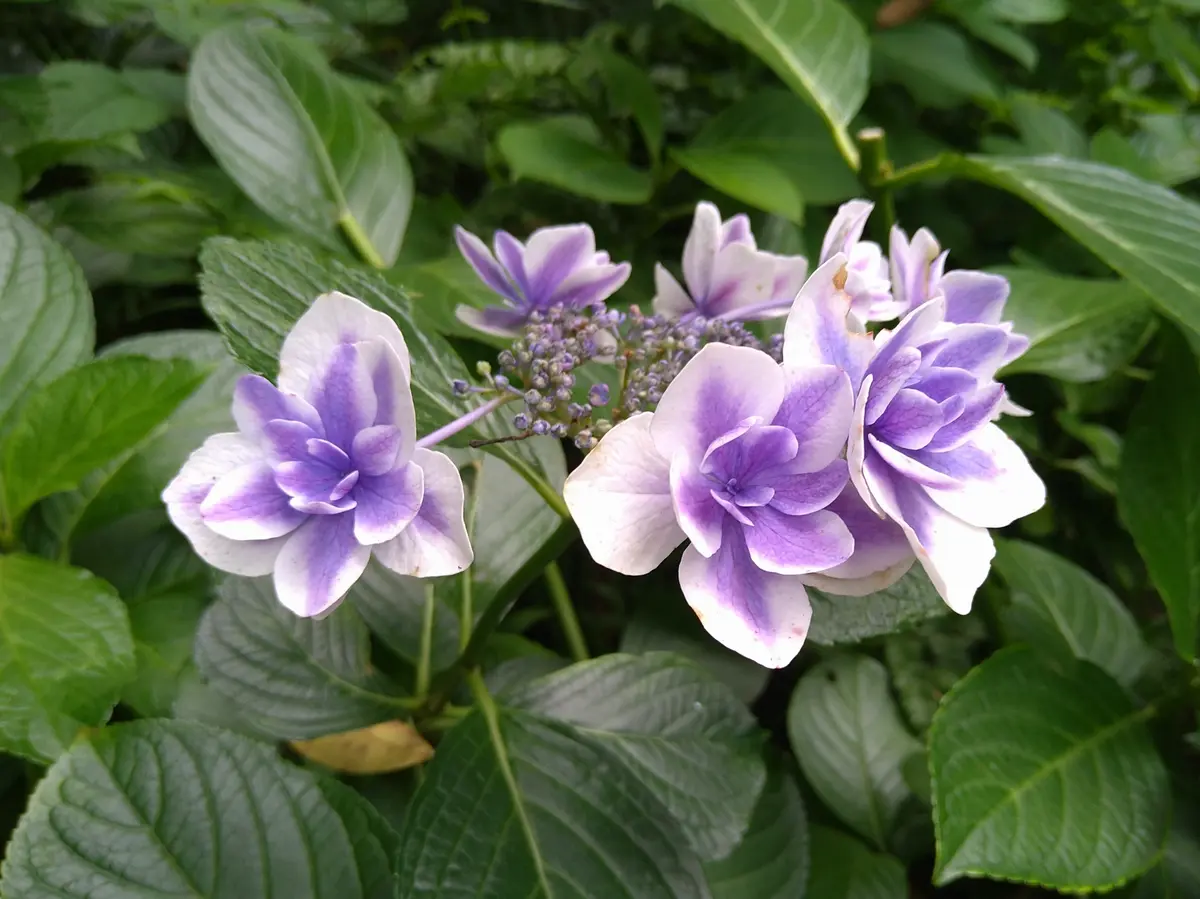 〈鎌倉〉紫陽花とランチとクリームソーダとの画像_10