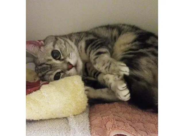 タオルになりきって隠れるのが好きなトト。