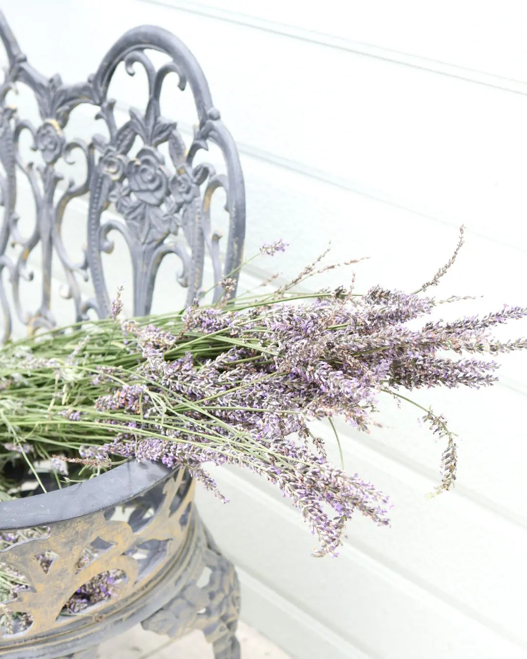 庭のラベンダーが咲きだしました～の画像_3