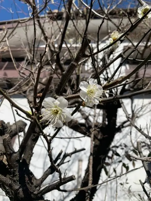 Ralphのノベルティー❤️の画像_8