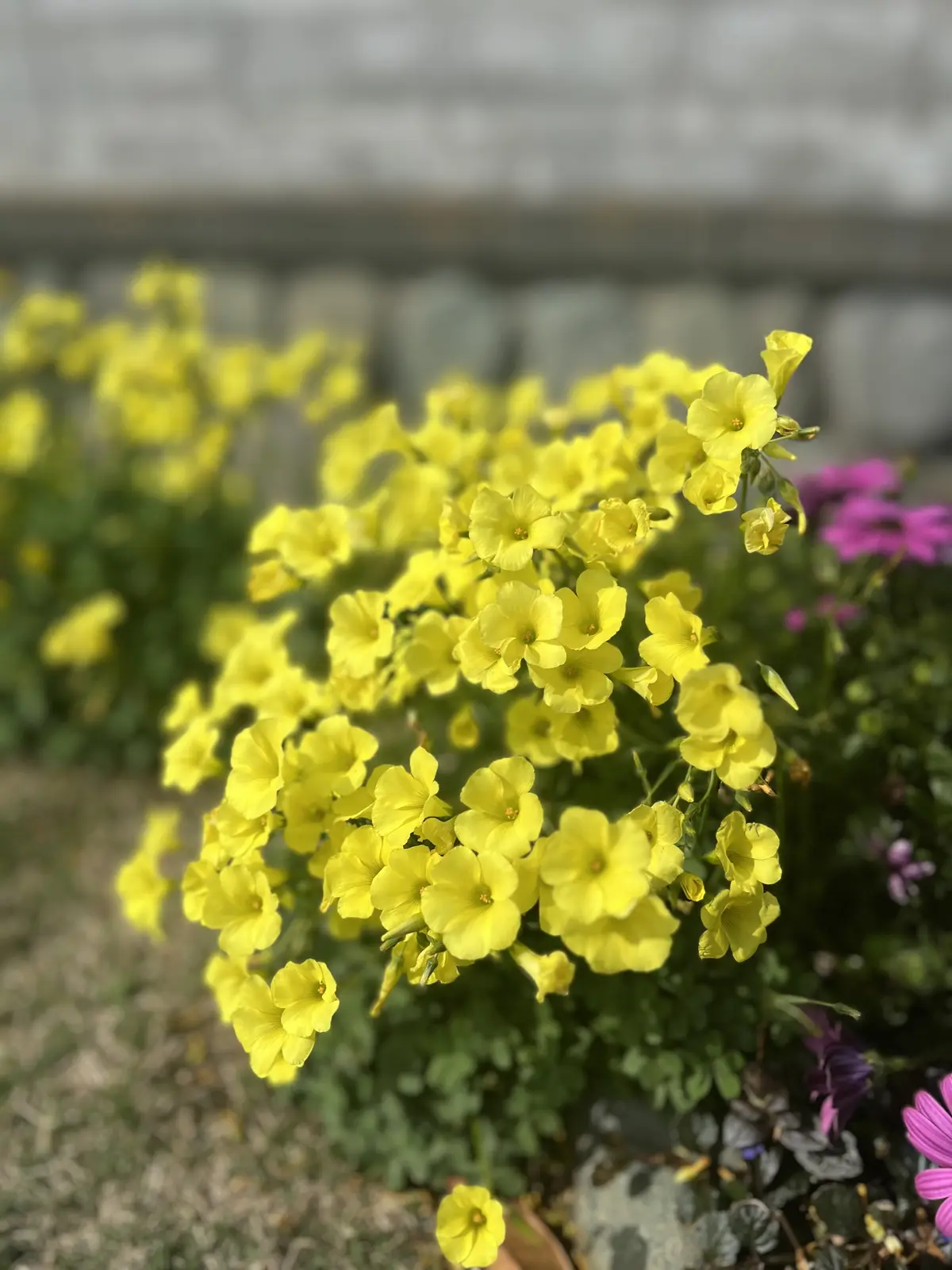 やっぱり大好き！デニムに白シャツ☆の画像_1