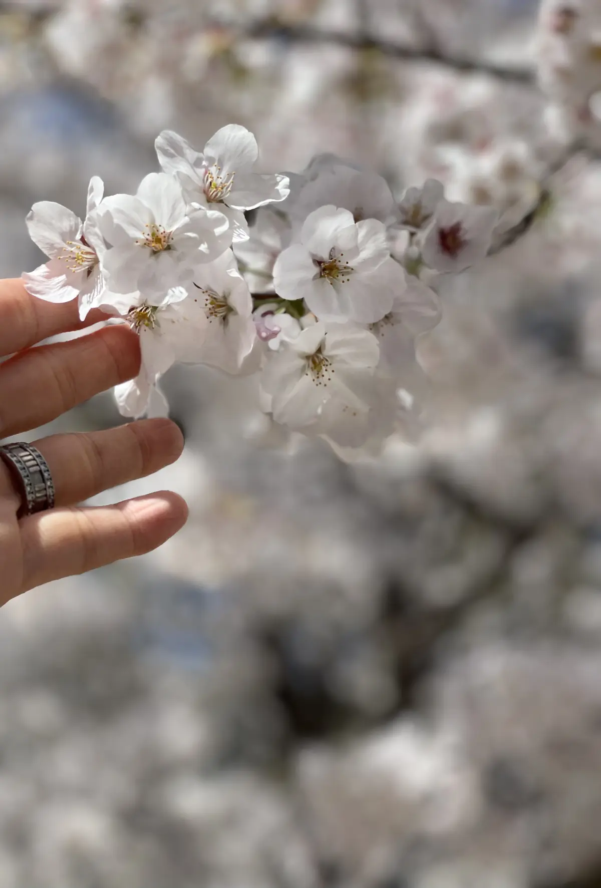 この春の新定番シャツコーデの画像_5