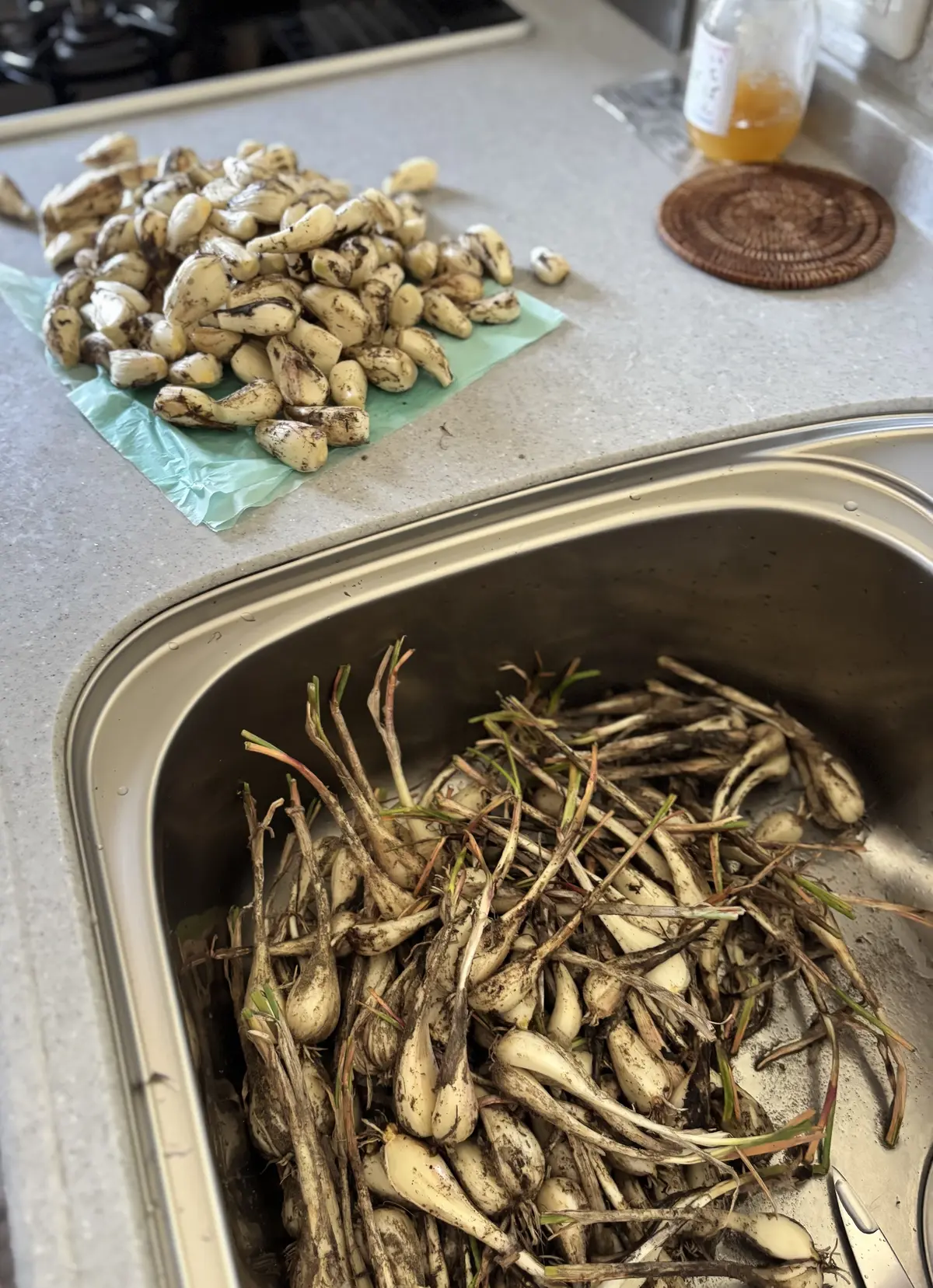 2026 夏しごと　らっきょう編の画像_2