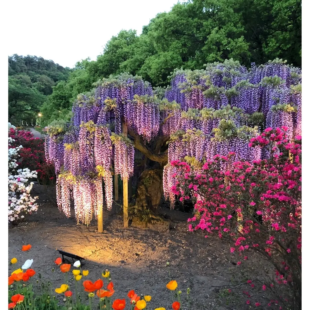 世界夢の旅行先ベスト10の画像_1