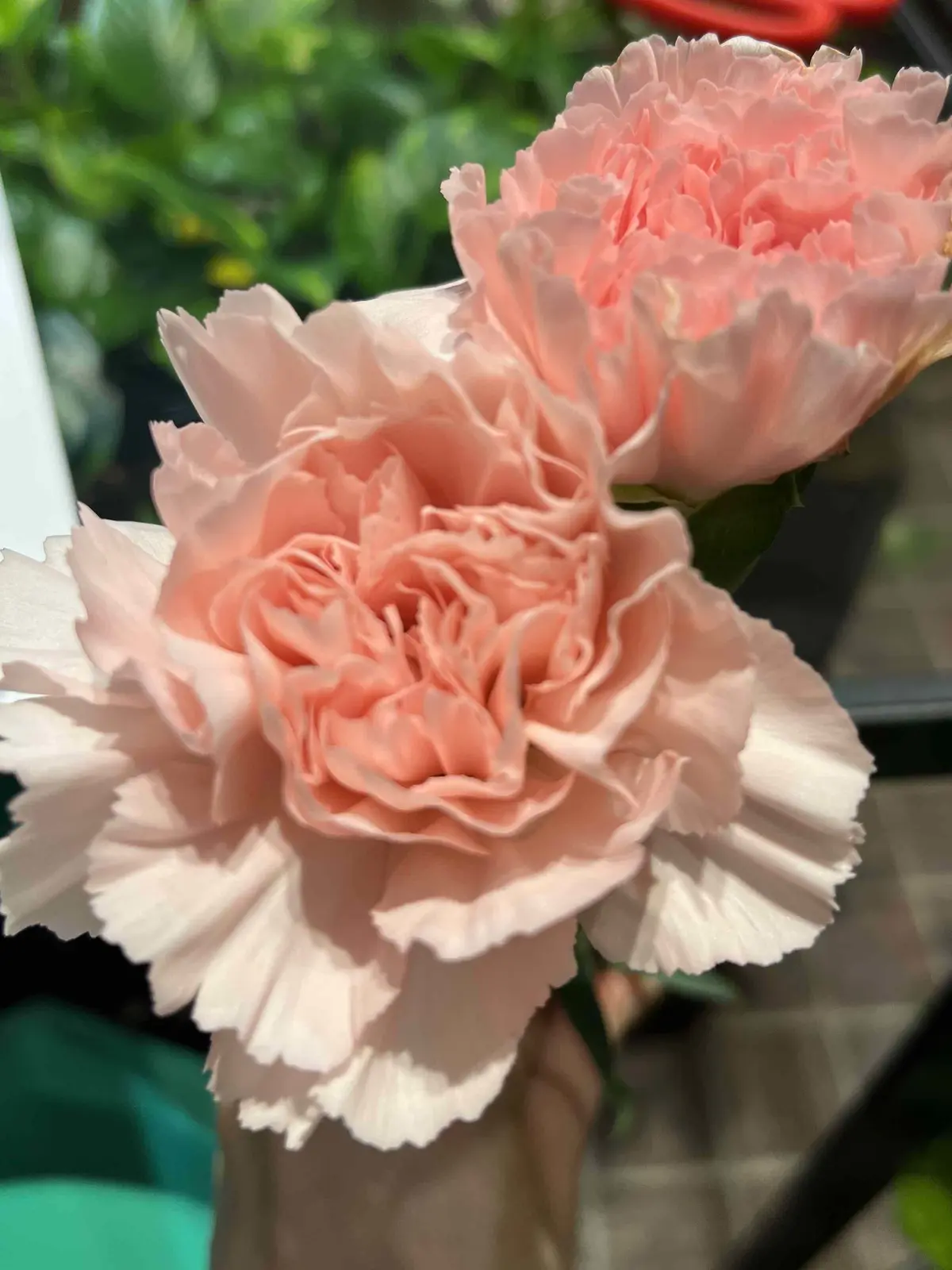 カラーを束ねにの画像_4