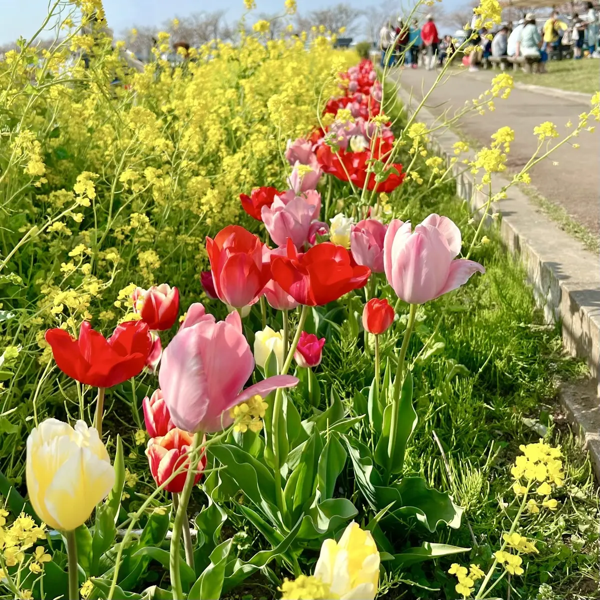 「佐倉ふるさと広場」のチューリップと菜の花