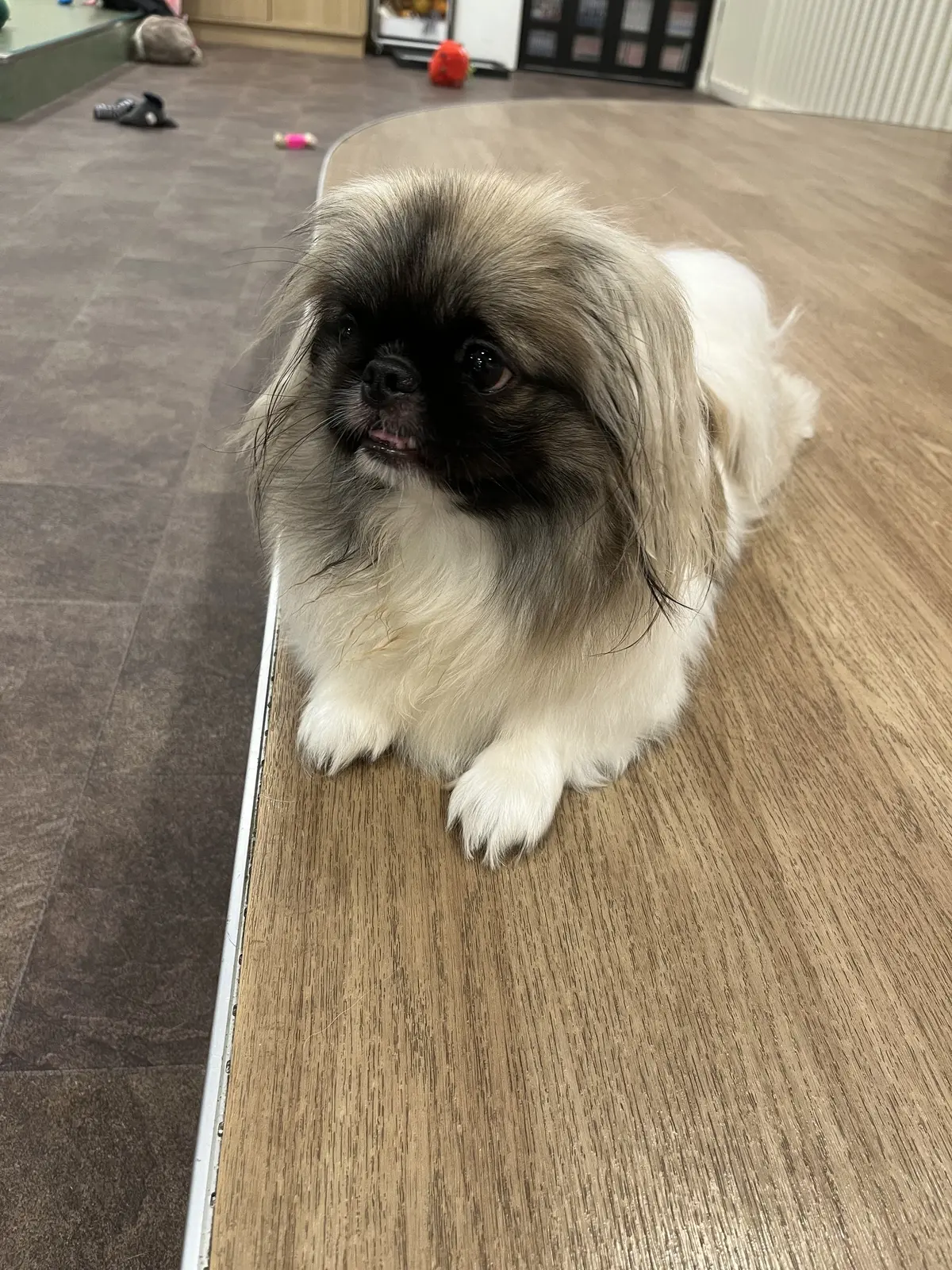 初めての犬カフェへの画像_11