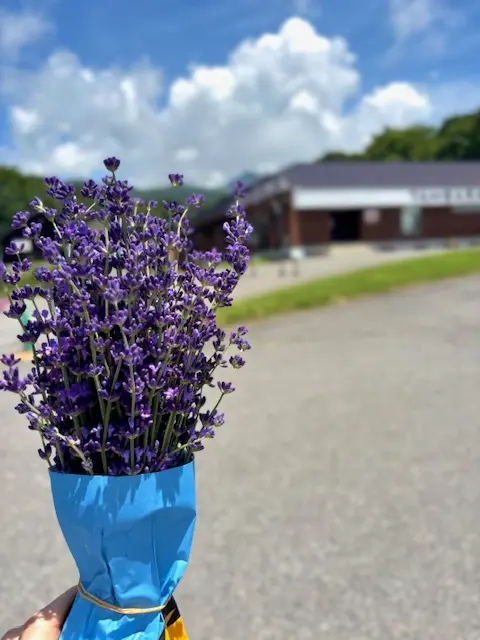 白シャツとデニムでラベンダー畑へ♪の画像_12