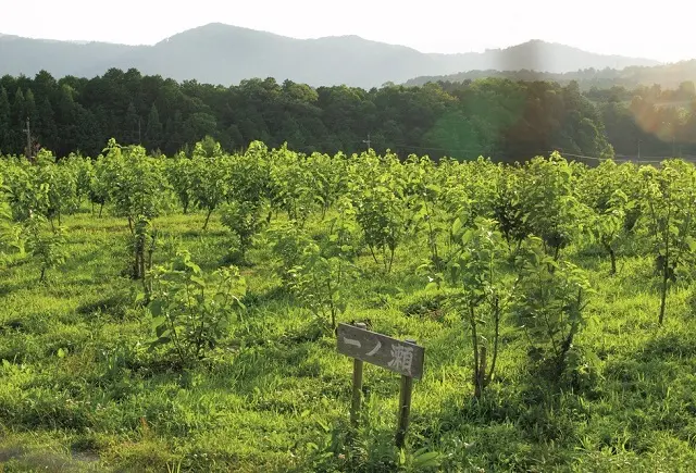 『和久傳ノ森』には今も桑の畑が青々と。