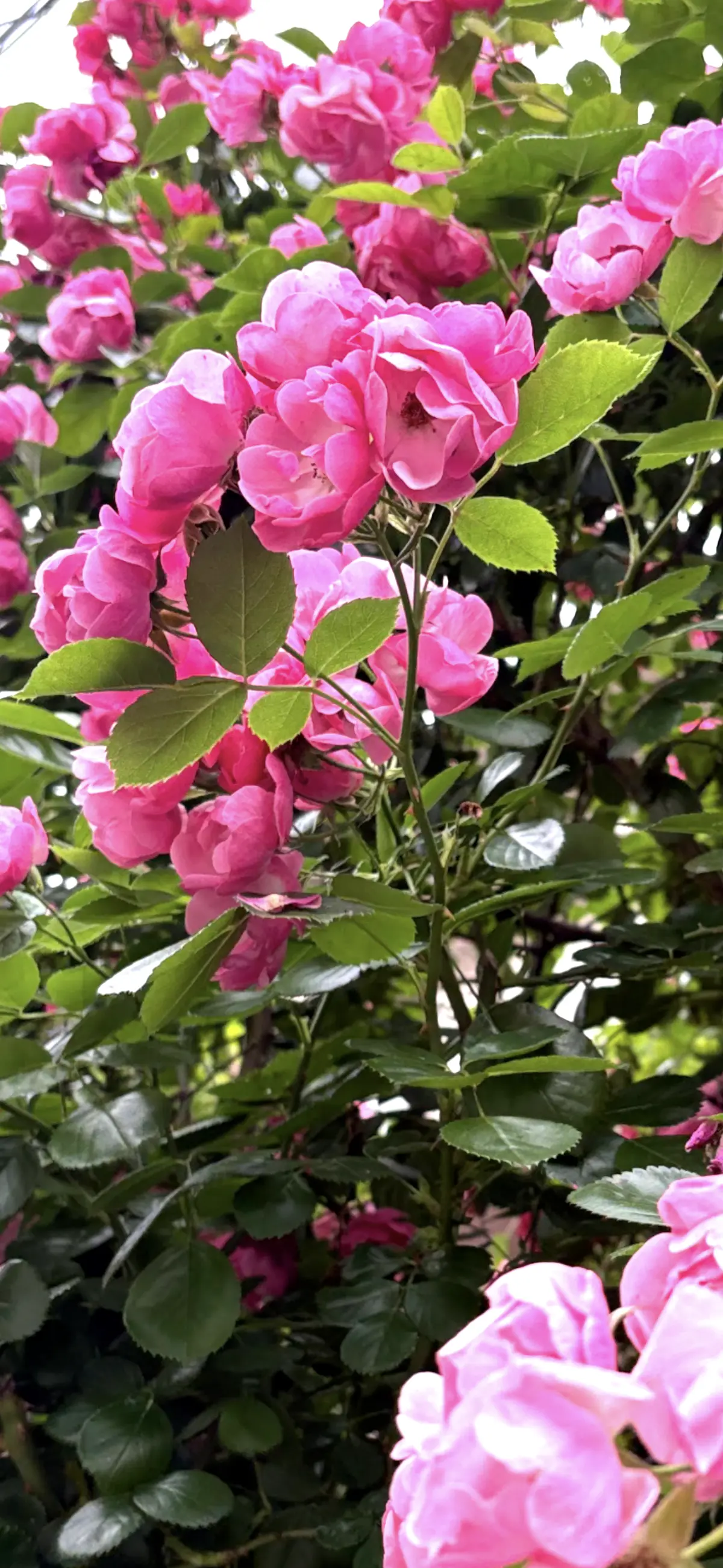 50代COCAワンピース夏コーデと秋コーの画像_7