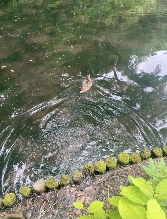 自然の中で、のんびりと過ごすことの贅沢✨の画像_4