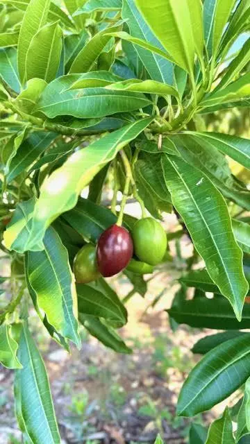 宮古島　南国の果実