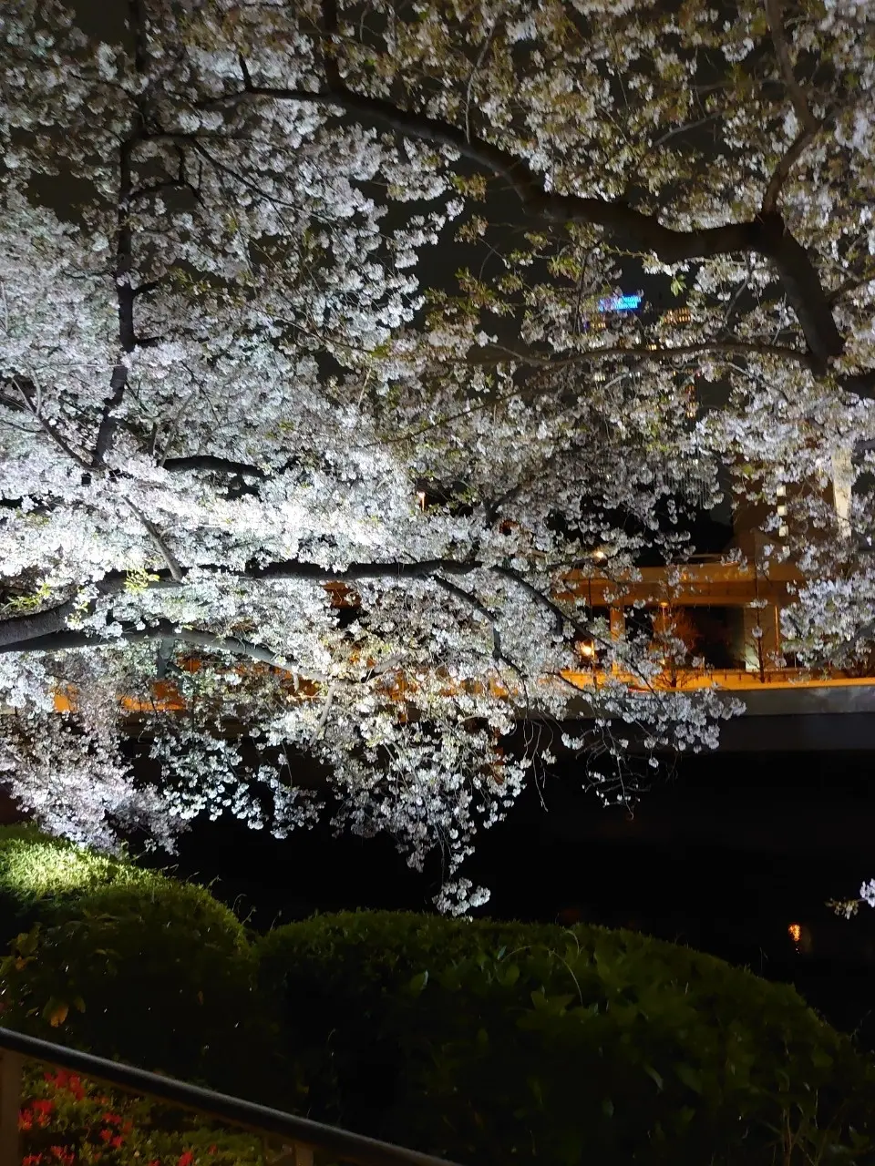 美味しい食事と散りゆく桜と　〜VMGカフの画像_30