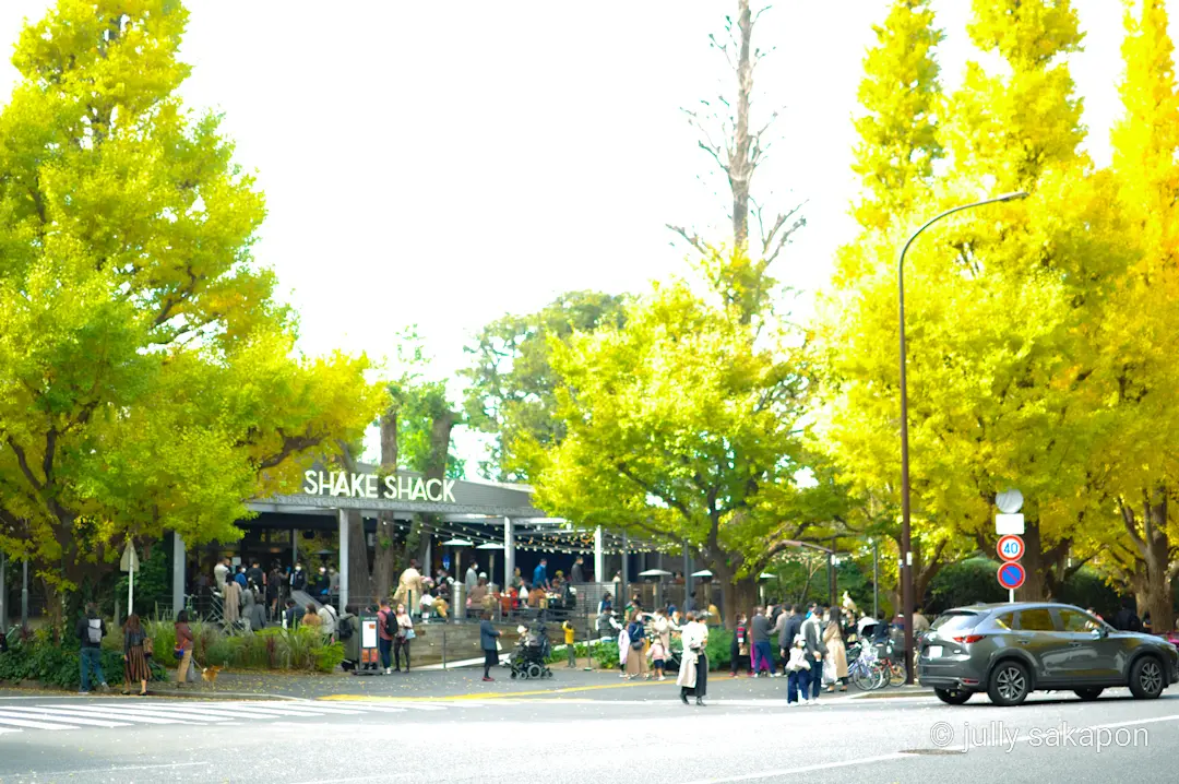 【さかぽんの冒険】絶景 いちょう並木@外の画像_2