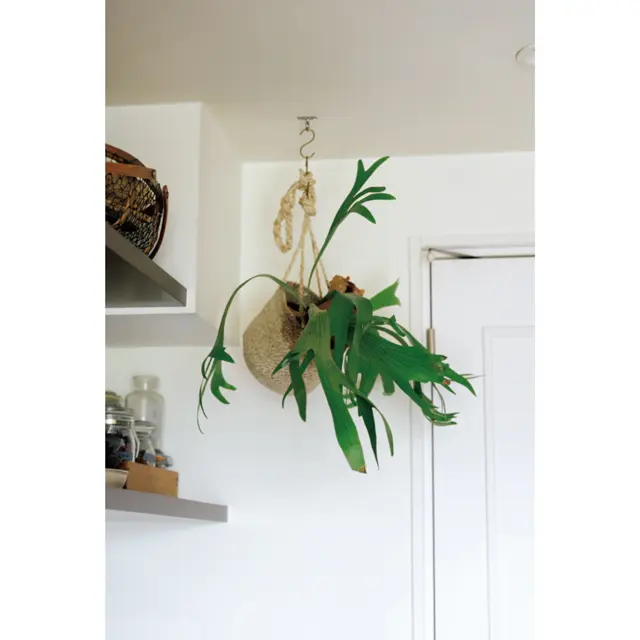 好きでたくさん育てている観葉植物たちが空間に潤いを与えてくれる