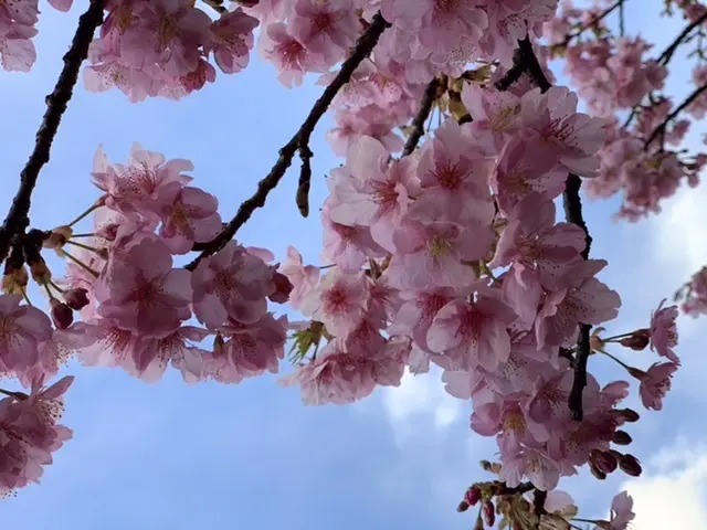 河津桜3