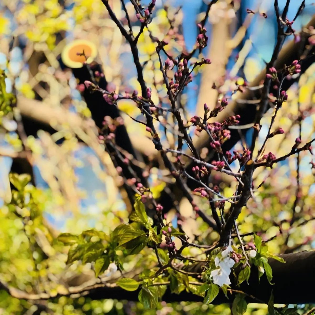 純和風「ザ・キャピトルホテル東急」への画像_13