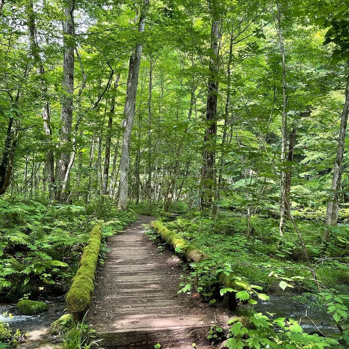 奥入瀬渓流　苔さんぽ