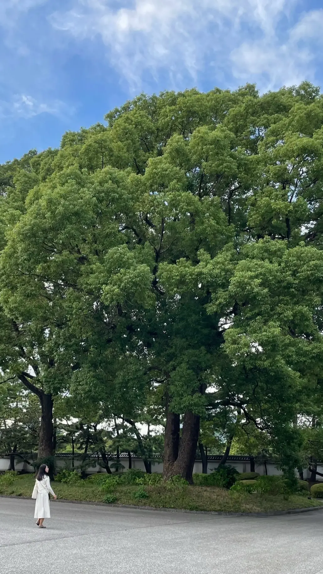 皇居敷地内の樹