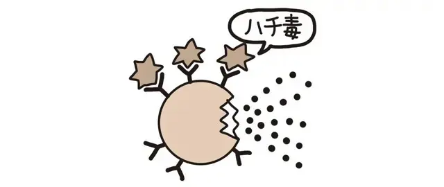 5.IgE抗体と結合してヒスタミンなどが放出