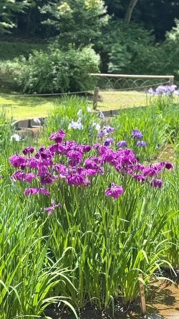 明治神宮の菖蒲田