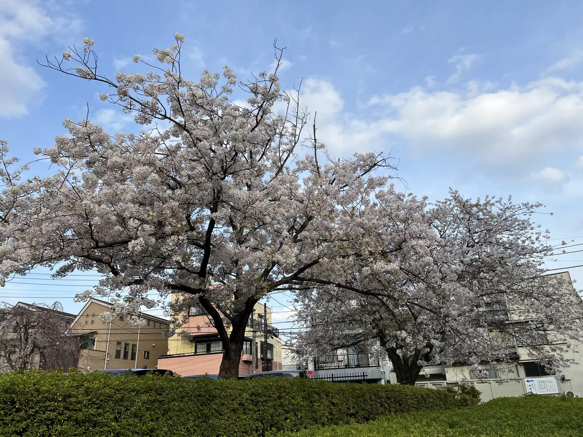 【王子・飛鳥山公園】夕方から夜桜鑑賞の画像_1
