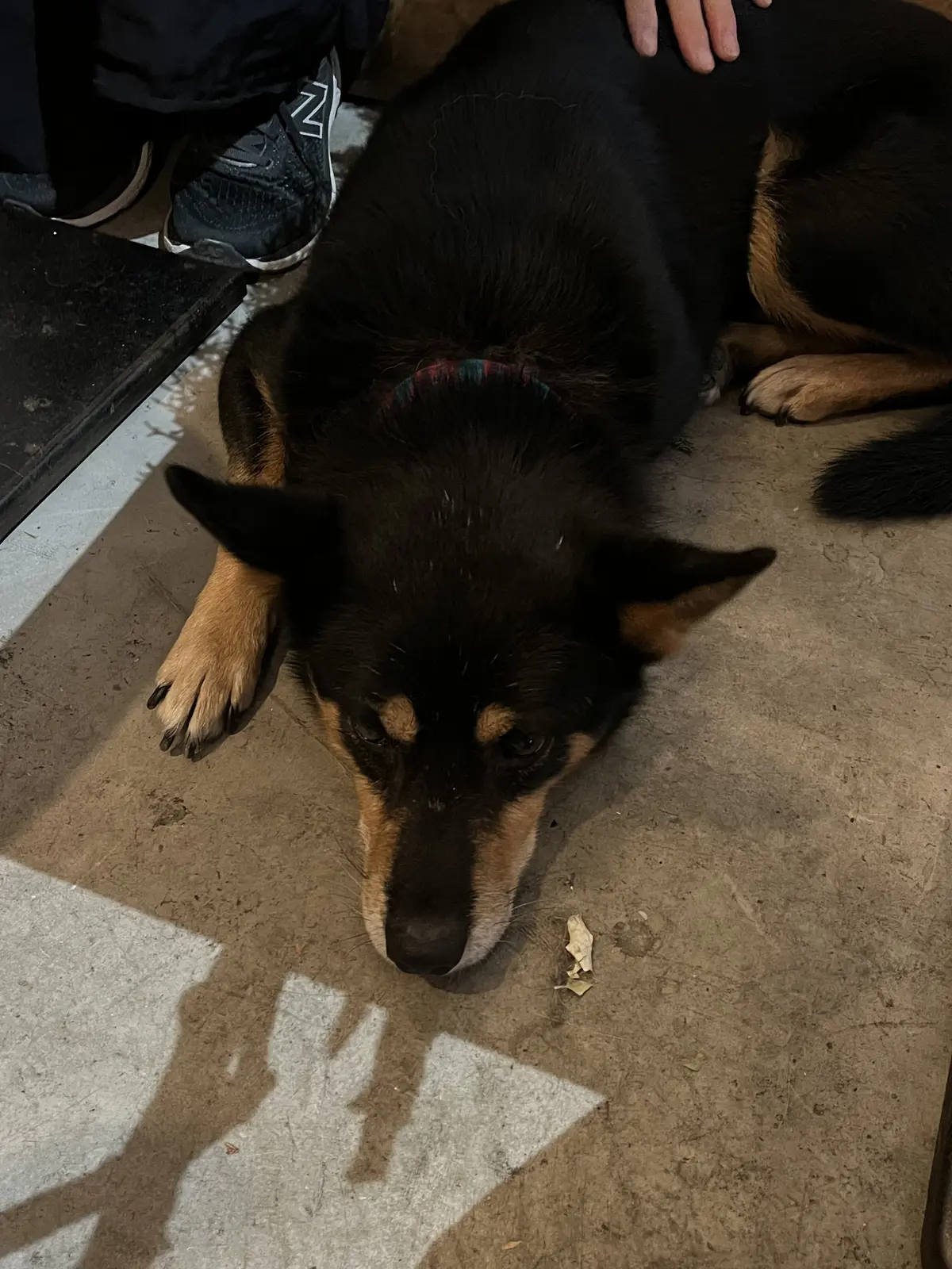 クリスマスがやって来るからの画像_3