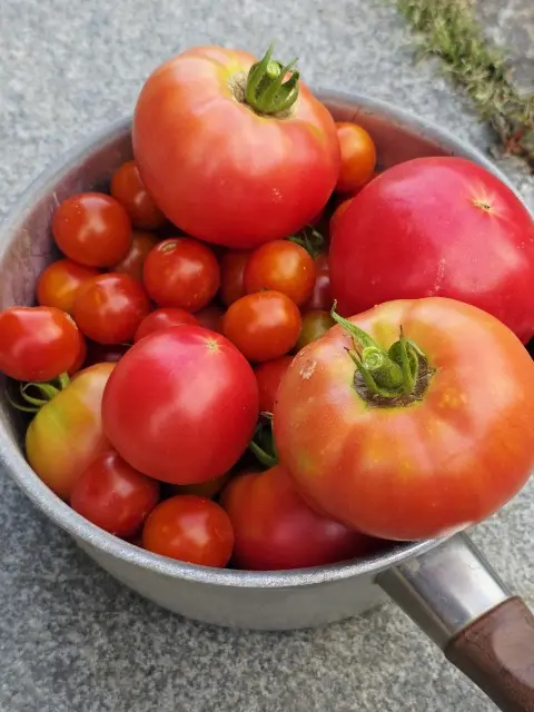 最近のお野菜たちの画像_2