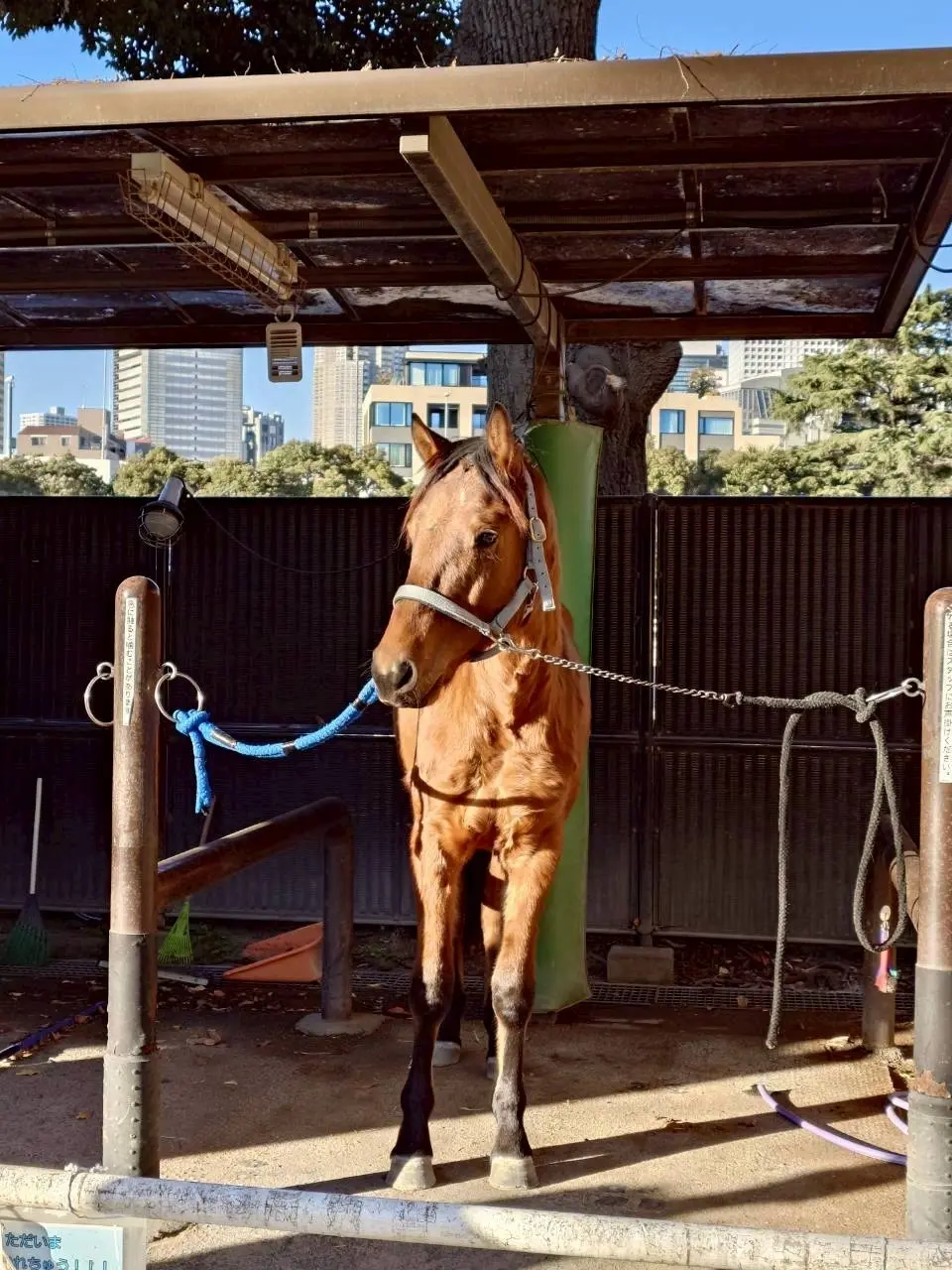 代々木ポニー公園