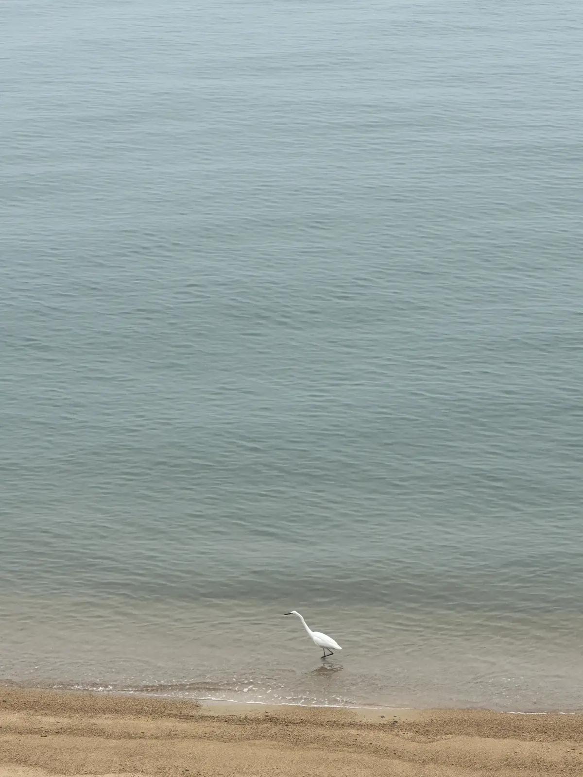 母妹と直島アートの旅へ・・DAY 1の画像_13