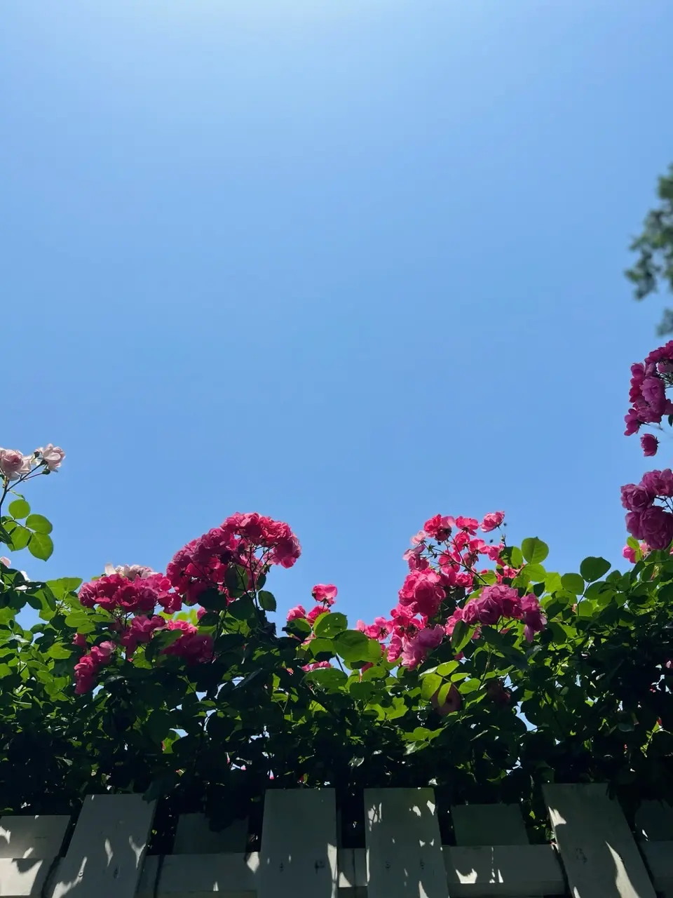 開いても閉じてもHAPPY♡日傘を買いまの画像_1