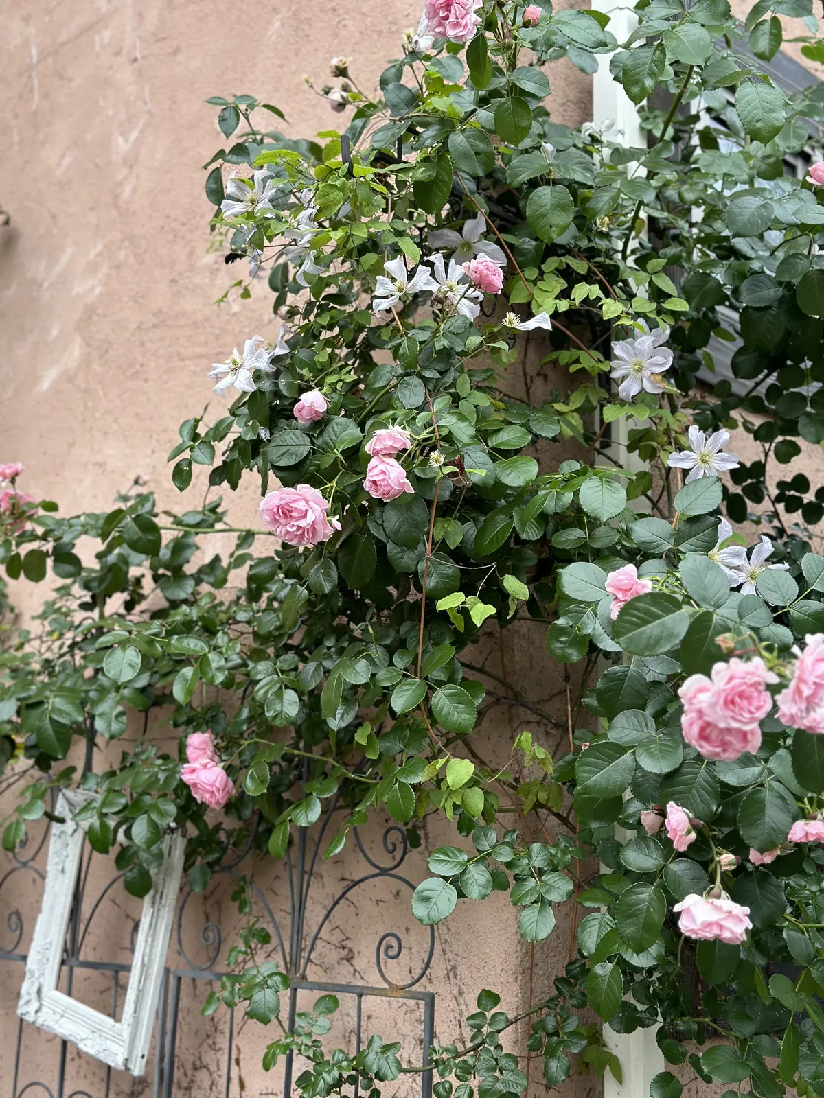 春から初夏へ・・・の画像_12