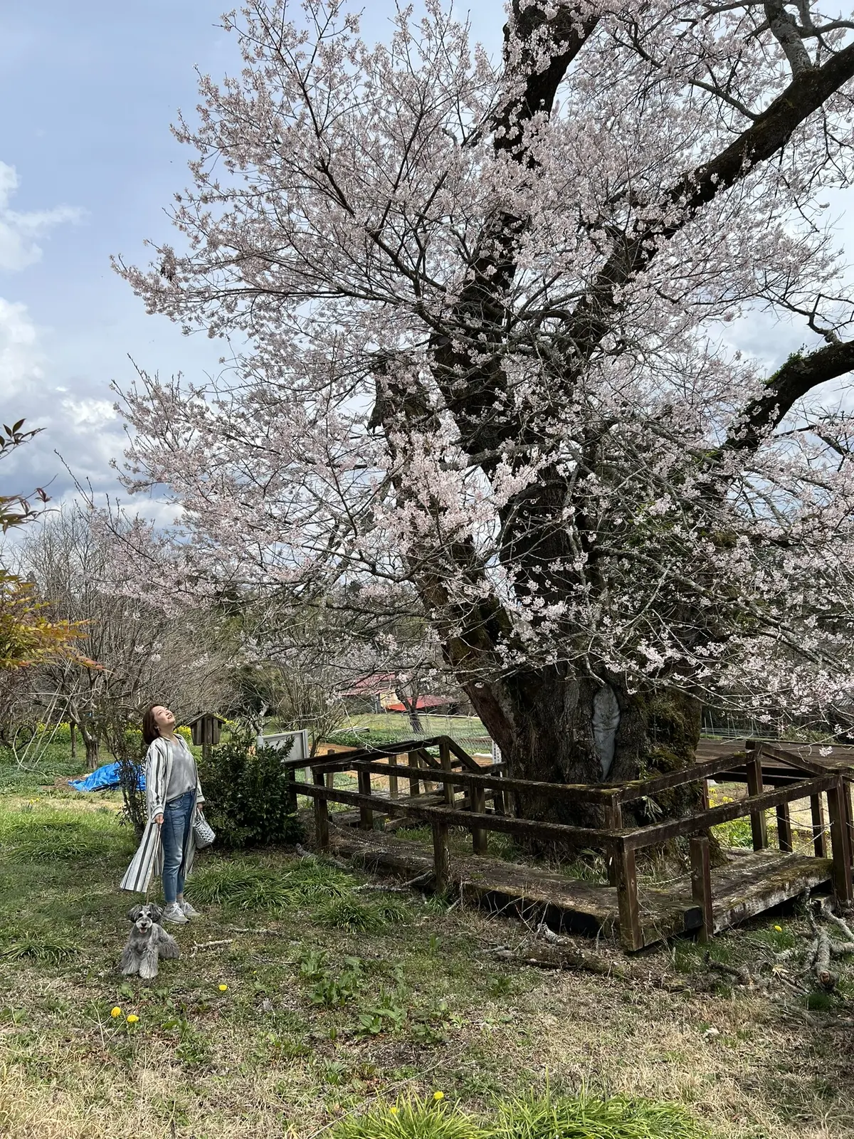 寺子のエドヒガン