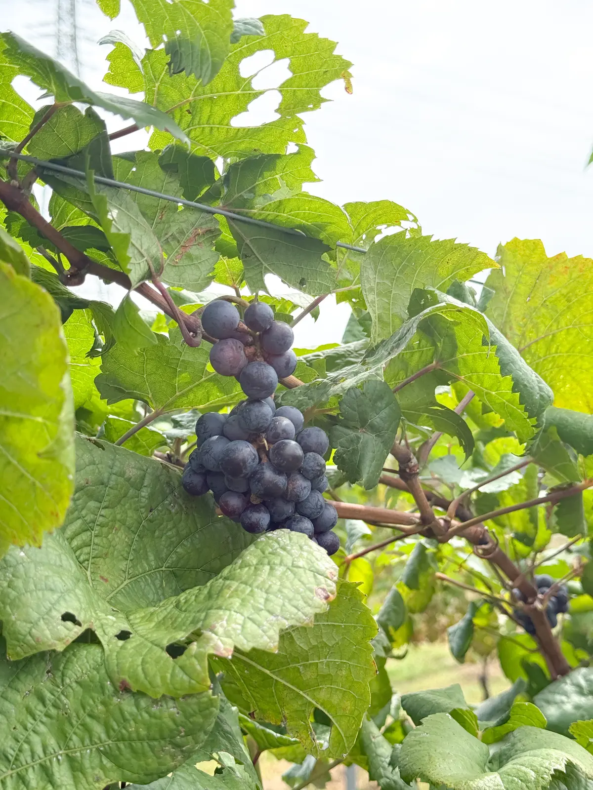 焼き物の街・常滑の、丘の上のワイナリーへの画像_1
