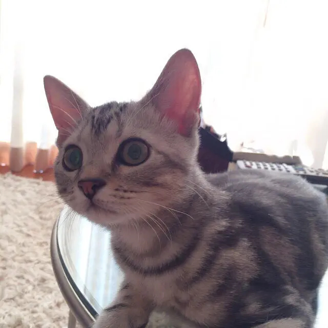 少年アランの画像_1