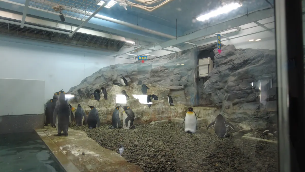 念願だった北海道旭川市「旭山動物園」行っの画像_11