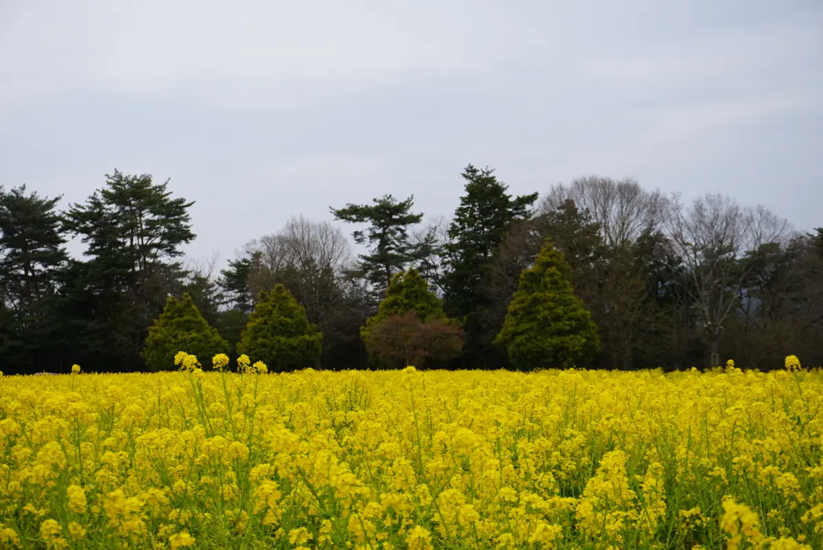 花三昧♡花夢の里☆おへそ☆ワンコとお花見の画像_6