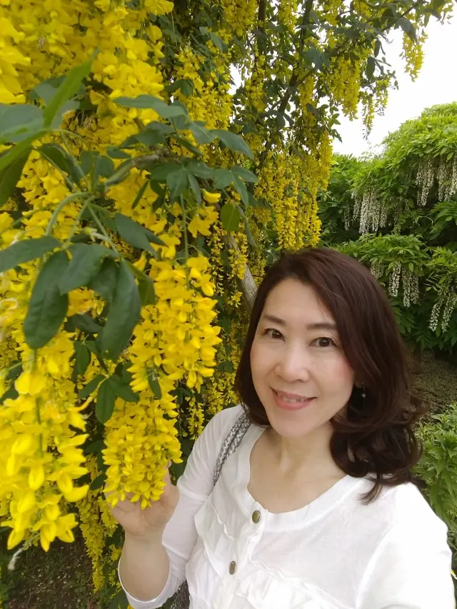 藤の花からバラへ❀フラワーパークを楽しむの画像_1