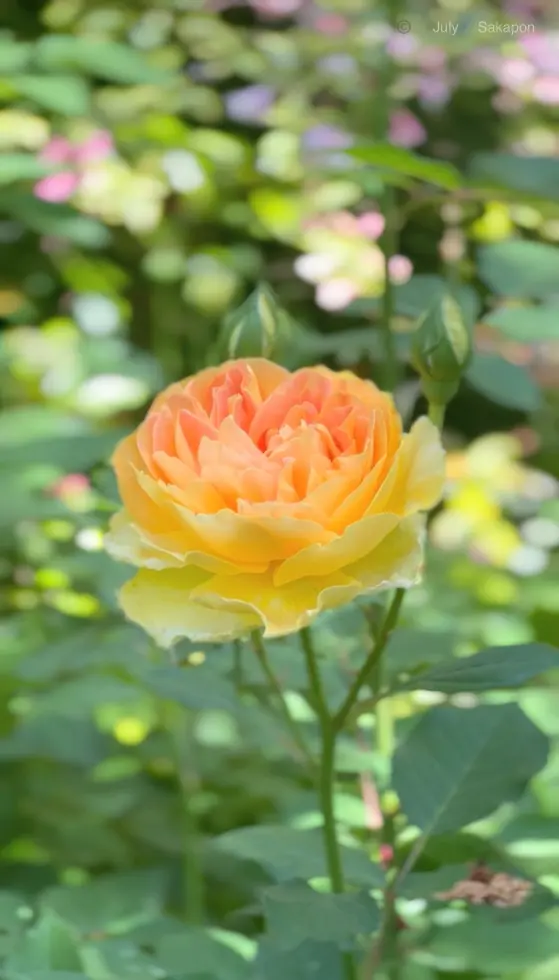 【横浜イングリッシュガーデン】ローズフェの画像_3