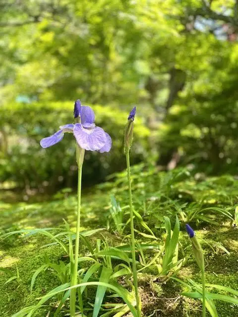 鎌倉　報国寺　竹の庭