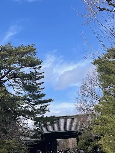 今年の桜の画像_5