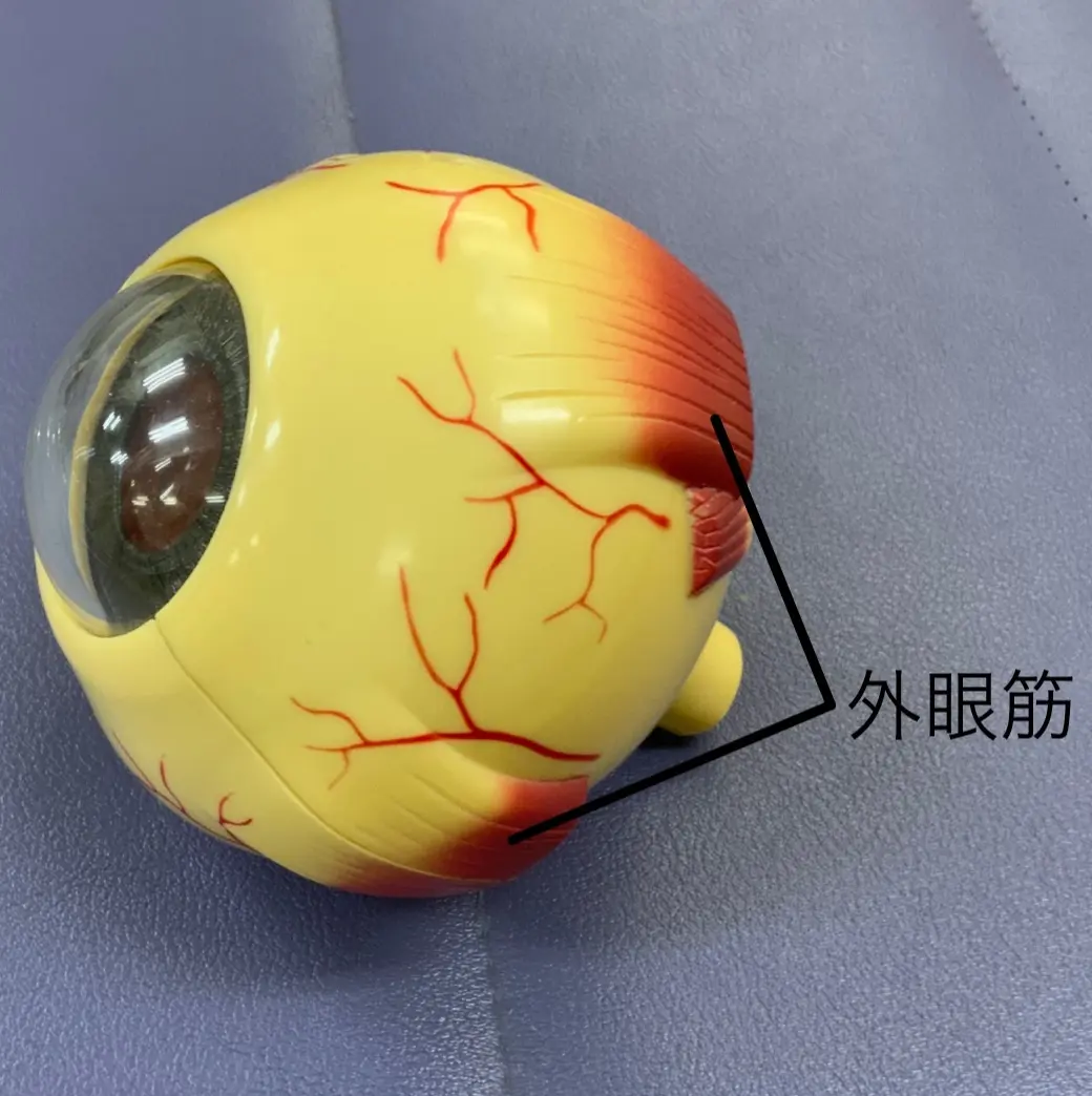 スマホを至近距離で見続けることで起こる「の画像_1