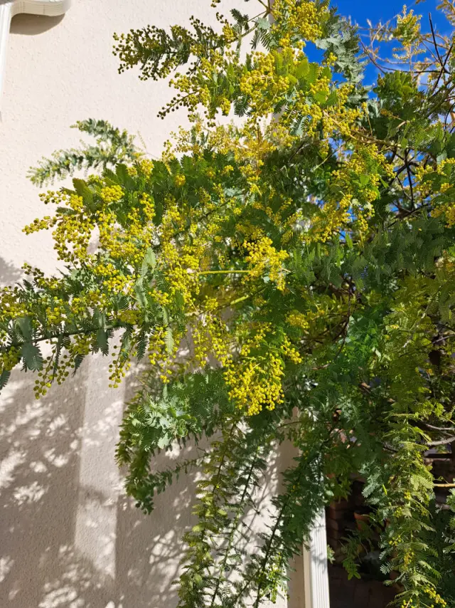 今年のミモザと30年前の想い出の画像_1