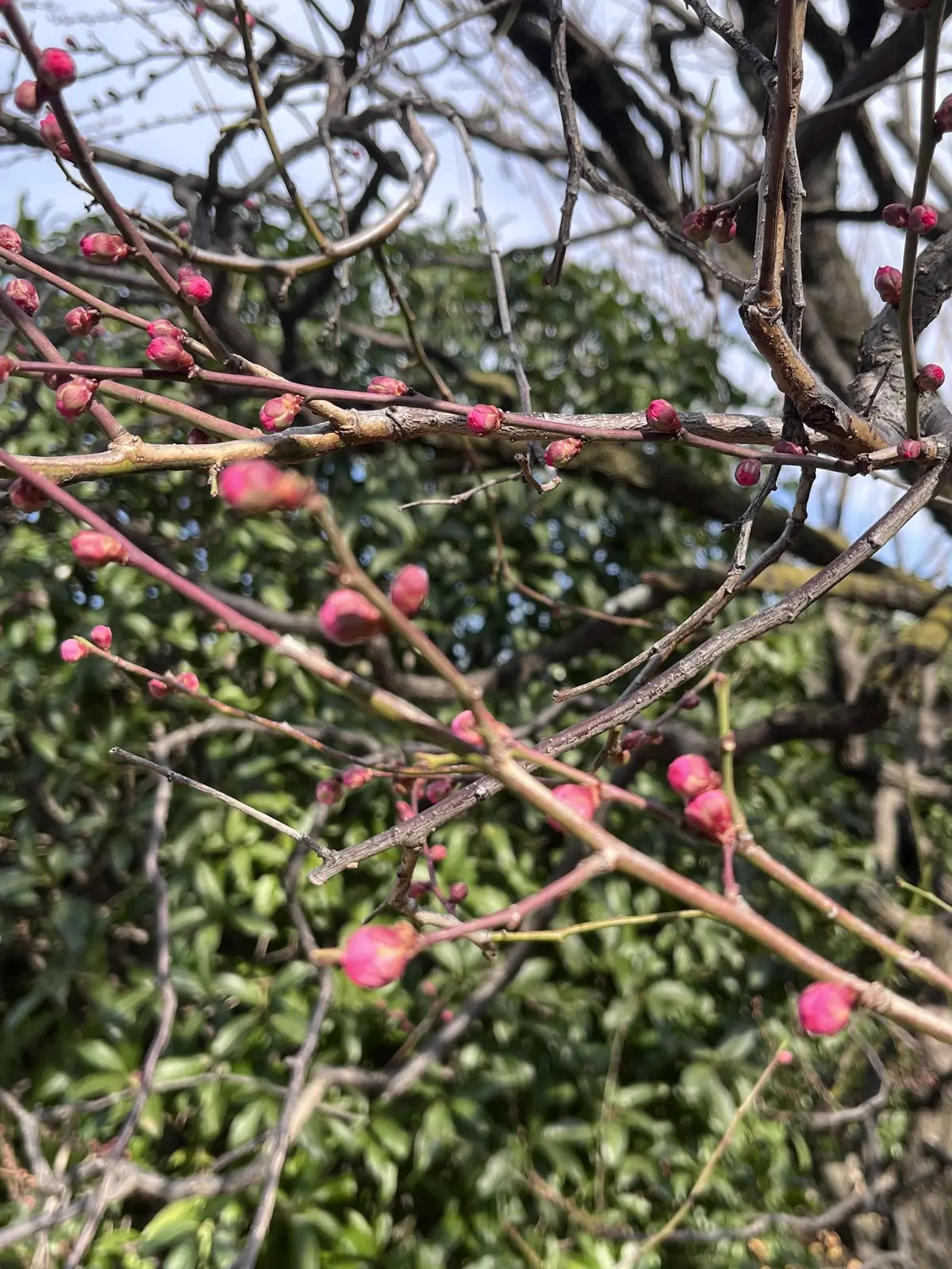 らくらくスニーカーで目白界隈1人散歩の画像_9