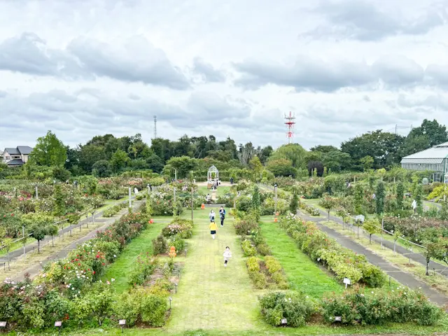 【さかぽんの冒険】秋バラの香りを探して♡の画像_2